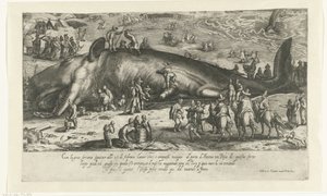 Kopie des gestrandeten Wals bei Berckhey von 1598 als der Wal bei Ancona 1601 gestrandet ist
