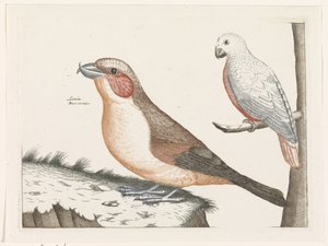 Kreuzschnabel und weißer Vogel