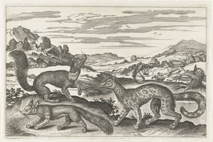 Marder, Eichhörnchen und ein Fuchs von Anonymous