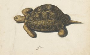 Sumpfschildkröte (Lombard Album)