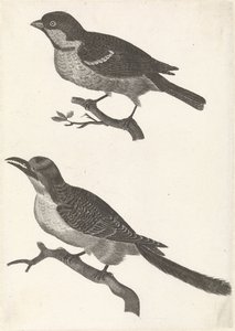Spatz auf einem Ast nach links, darunter ein Vogel mit gezacktem Schnabel