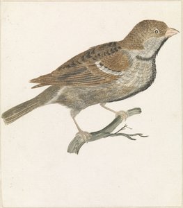 Spatz auf einem Ast nach rechts
