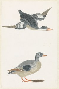 Nach rechts fliegende Ente und stehende Ente