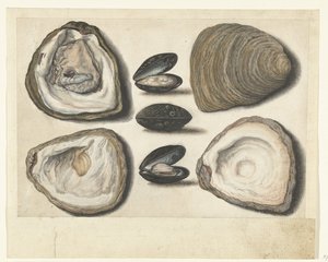Austern und Muscheln (Lombard Album)