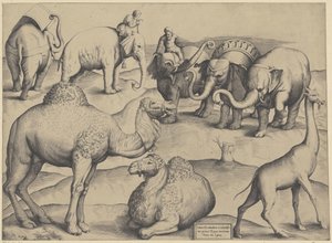 Elefanten, Dromedare und eine Giraffe