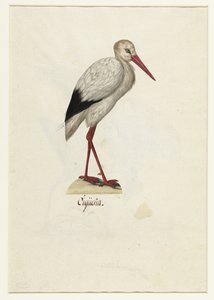Storch (Cigüeña) (Lombard Album) von Anonymous