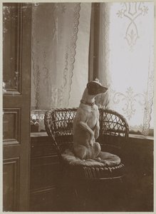 Sitzender Hund auf einem Stuhl am Fenster