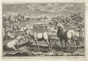 Pferd und Esel