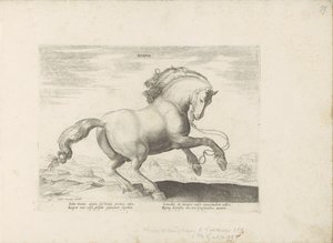 Pferd aus Dänemark