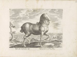 Pferd aus England von Anonymous