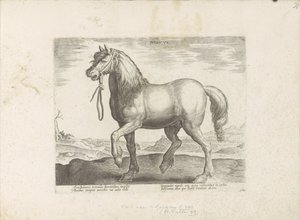 Pferd aus Jülich