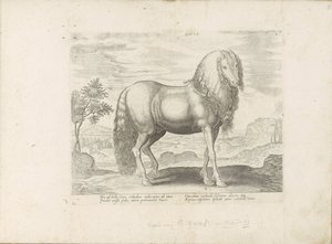 Pferd aus Rumänien (Dacus) von Anonymous