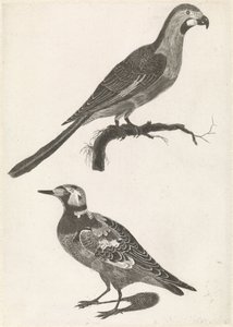Papagei auf einem Ast nach rechts, unter einem Steinläufer nach links