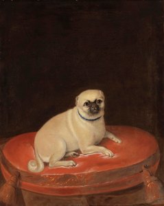 Mops