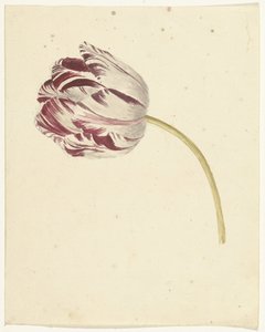 Rot-weiße Tulpe