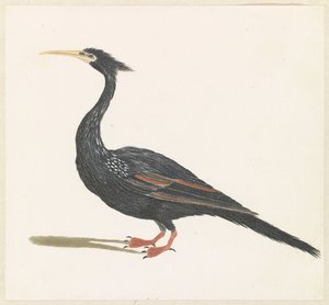 Schlangenhalsvogel von Anonymous