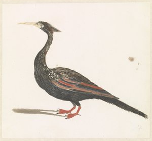Schlangenhalsvogel