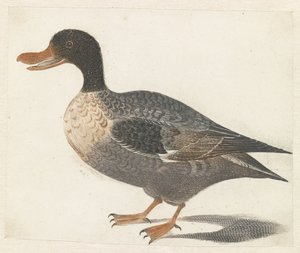 Stehende Ente nach links