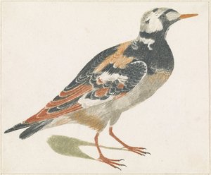 Steinläufer