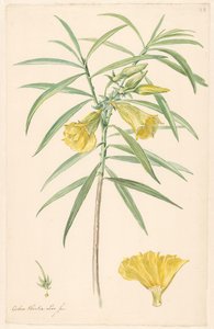 Zweig einer gelben Blume (Lilienart) mit Details von Stempel und Blüte