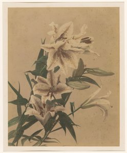 Tigerlilien von Anonymous