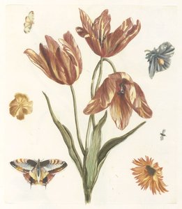 Tulpen, andere Blumen, Schmetterlinge und eine Fliege von Anonymous