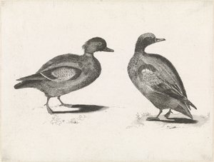 Zwei Enten