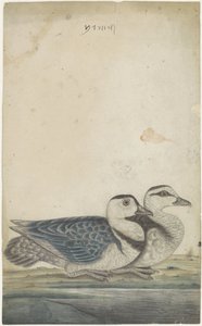 Zwei Enten