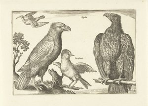 Vier Vögel