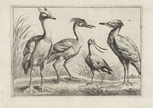 Vier Watvögel (Verschiedene Vogelarten)