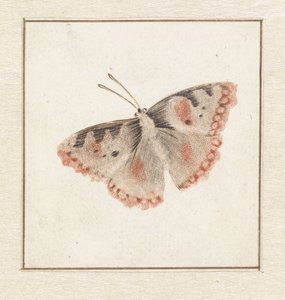Schmetterling