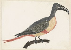 Vogel mit langem gebogenem Schnabel auf einem Ast nach rechts