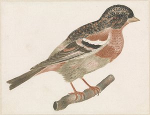 Vogel auf einem Ast nach rechts, möglicherweise ein Gimpel von Anonymous