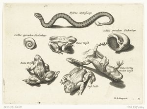 Wasserschlange, Frösche und Kröten (Libelivs varia Genera piscium complectens)