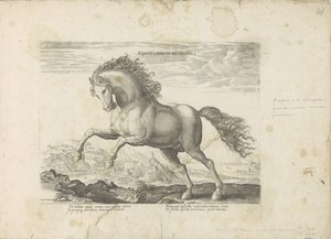 Wildes Pferd von Anonymous