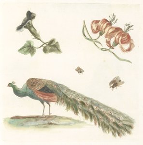 Winde, Lilien, zwei Fliegen und ein Pfau