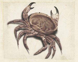Seekrabbe