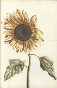 Sonnenblume