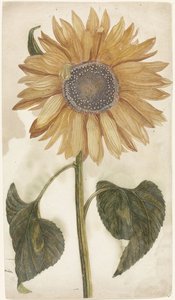Sonnenblume