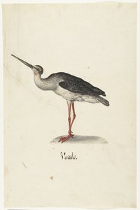 Schwarzer Reiter (Vecada)
