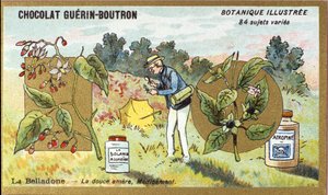Belladonna: die bittersüße Medizin. Gravur (Chromo). Werbechromolithographie für Guerin-Boutron-Schokoladen, späte 19. Jahrhundert. Illustrierte Botanische Serie