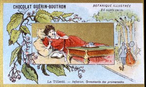Linde: Aufguss, Spaziergangsornamente. Chromolithographie-Werbung für Guerin-Boutron-Schokoladen, späte 19. Jahrhundert. Illustrierte Botanische Serie von Anonymous Anonymous
