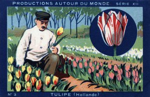 Produktionen rund um die Welt: Tulpe in Holland. Chromolithografie von 1933 im „Joseph-Milliat-Album“