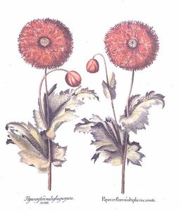 Rote Mohnblumen, Deutsch von Anonymous Anonymous