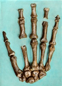 Rechte Hand eines Frauenskeletts von der prähistorischen Stätte Ferrassie in der Dordogne aus dem Mittelpaläolithikum. Gravur