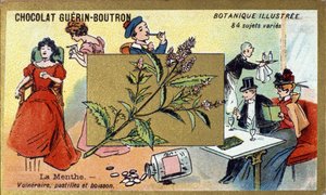 Verletzliche Minze, Pastillen und Getränk. Chromolithographie-Werbung für Guerin-Boutron-Schokoladen, späte 19. Jahrhundert. Illustrierte Botanische Serie von Anonymous Anonymous