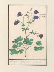 Akelei (Aquilegia)