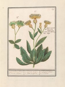 Kornblume (Centaurea) von Anselmus Boëtius de Boodt