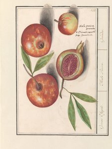 Granatapfel (Punica granatum) von Anselmus Boëtius de Boodt