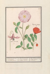 Hondstand (Erythronium), wilde Rose (Rosa) und eine Klatschmohn (Papaver)